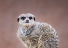 Eddie Sherwood_Meerkat.jpg